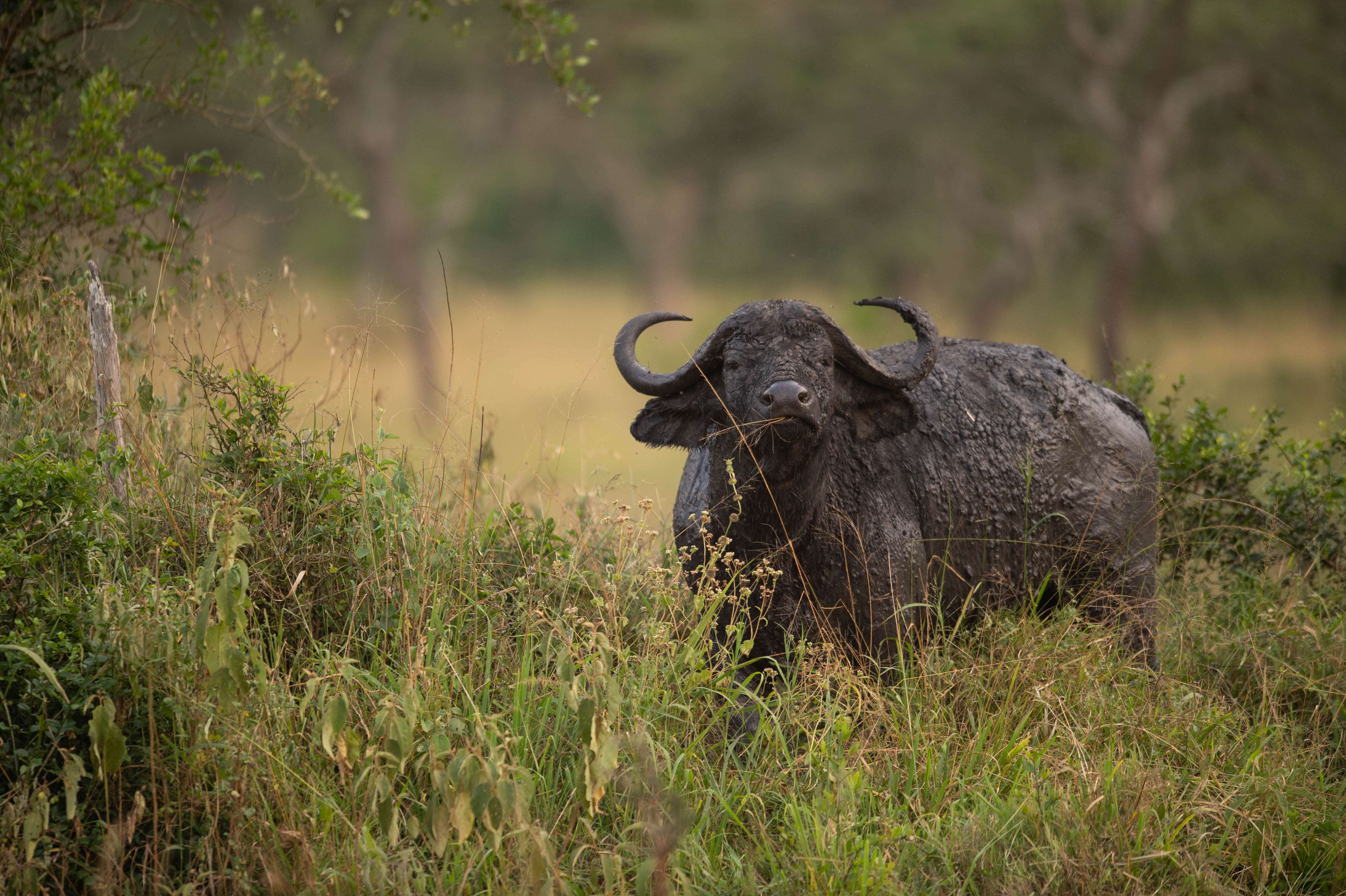 Buffallo